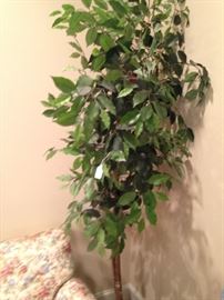 Ficus tree