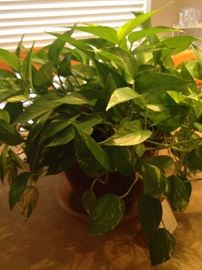 Live and healthy ivy