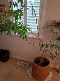 Two Plants like these need TLC.