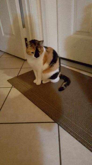 Loveable lap cat with huge purr and great personality