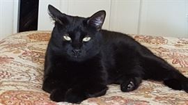 She is not a lap cat, but likes to be near you, and will follow you around like a shadow. Nice temperament.