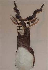 Black Buck Antelope Sold