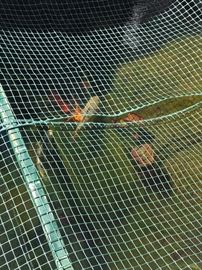 Koi fish - for sale - 16 available appx 12”