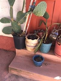 This is a tiny sample of the masses of pots and plants around here! 