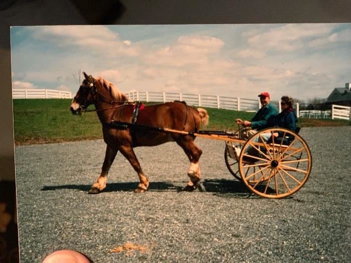  This is a picture of the old traditional horse wagon. In excellent condition !!
 Horse is not for sale just the wagon 