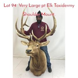 Lot 94 Very Large pt Elk Taxidermy Shoulder Mount.