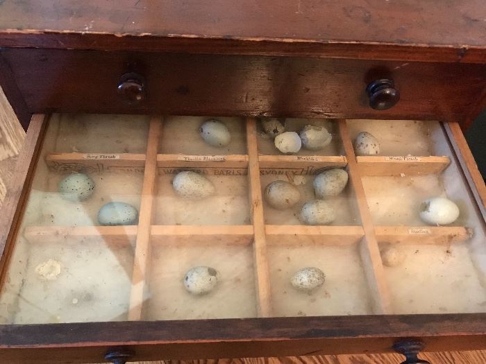 Labeled descriptions of bird eggs