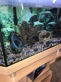 40”L X 16”W X 28” T AQUARIUM