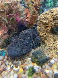 40”L X 16”W X 28” T AQUARIUM