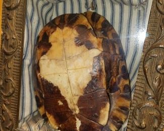 turtle shell in a shadow box