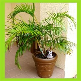 1 of 2 Large Potted Palms 