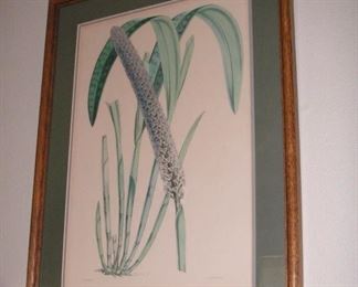 1920s botanical flower lithograph by Vincent Brooks; Original by Walter Hood Fitch 