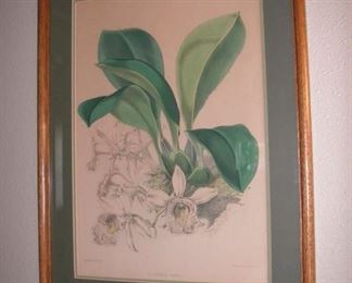 Second etching; 1920s botanical flower lithograph by Vincent Brooks; Original by Walter Hood Fitch 
