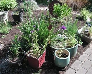 Lots of pots with plants in backyard.  Pots with blue tape are not for sale.  There only about 5.