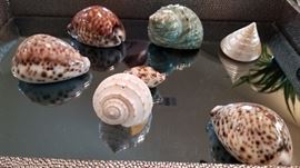 seashells