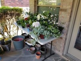 pots and plants - most of the plants are artificial 