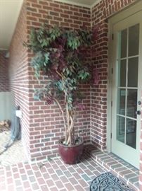 Large potted tree