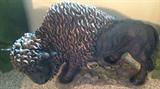 Buffalo Figurines