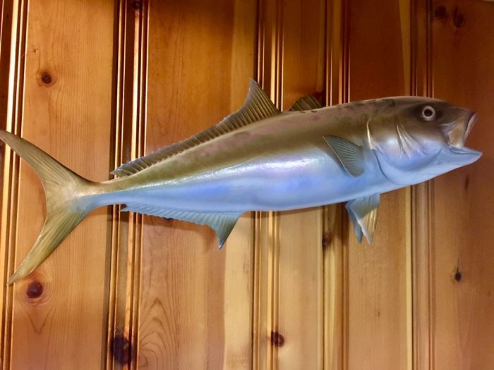 Fish