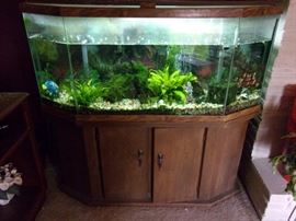 Fresh water fish tank, with fish and giant plectostomus!