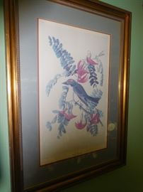 Framed Audubon