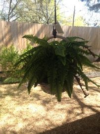 Artificial hanging fern