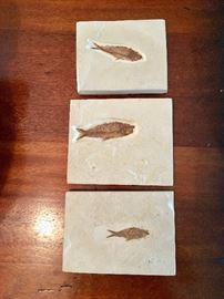 Fossil Fish Plaques