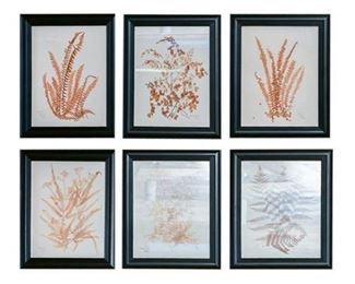 66. 6 professionally dried and framed ferns
