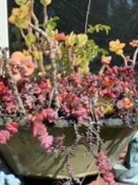 Lots of Plants in Lovely Pots