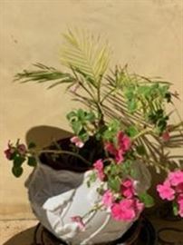 Lots of Plants in Lovely Pots