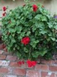 Lots of Plants in Lovely Pots