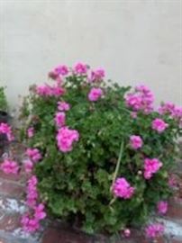 Lots of Plants in Lovely Pots