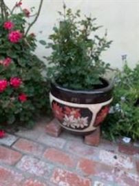 Lots of Plants in Lovely Pots