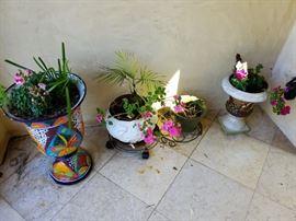 Lots of Plants in Lovely Pots