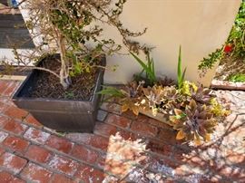 Lots of Plants in Lovely Pots