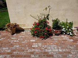 Lots of Plants in Lovely Pots