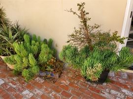 Lots of Plants in Lovely Pots