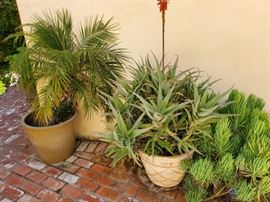 Lots of Plants in Lovely Pots