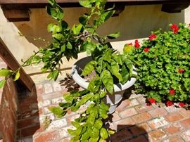 Lots of Plants in Lovely Pots