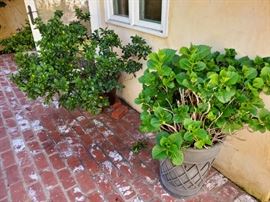 Lots of Plants in Lovely Pots