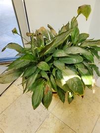 Lots of Plants in Lovely Pots