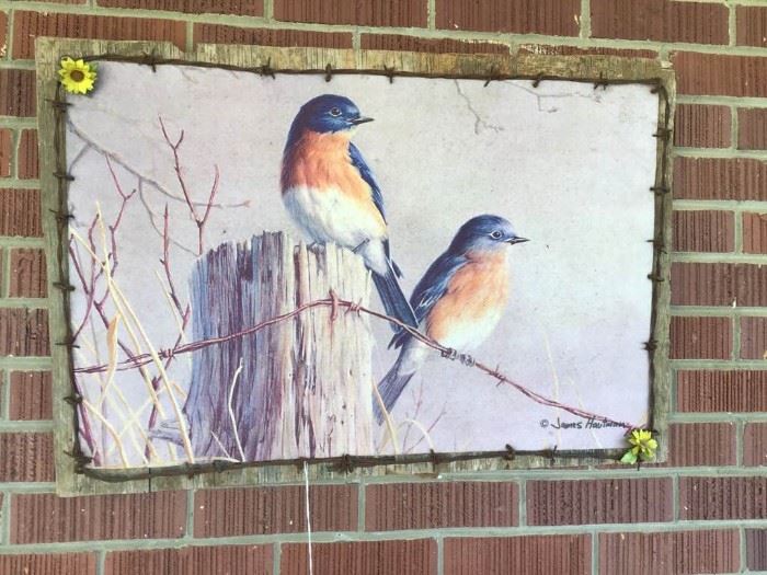 Outdoor Blue-Bird Picture