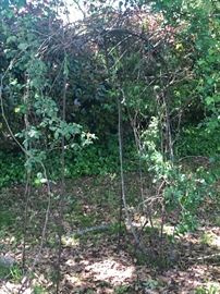 Rose trellis