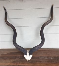 African Kudu horns