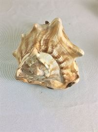 Helmet Conch Shells.