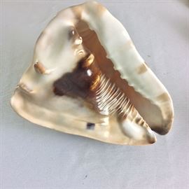 Helmet Conch Shells.