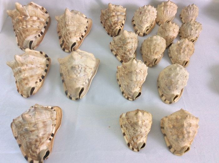 Helmet Conch Shells.