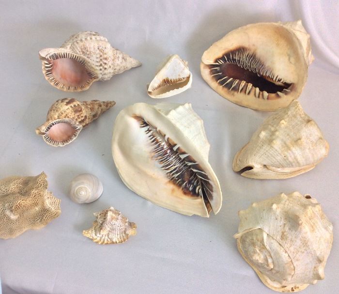 Shells.