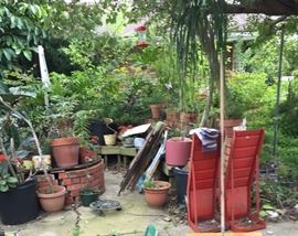 Assorted Plants, Yard Décor'