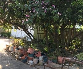 Assorted Plants, Yard Décor', BBQ Pit